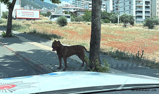 Kahramanmaraş'ta mahalle sakinlerini Pitbull korkusu sardı!