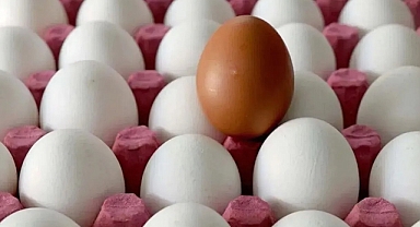 Beyaz mı yoksa kahverengi yumurta mı daha sağlıklı? Cevabı şaşırtacak