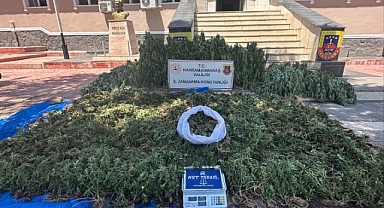 Kahramanmaraş'ta Kenevir Tarlasına Baskın! Binlerce Kök Ele Geçirildi