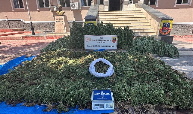 Kahramanmaraş'ta Kenevir Tarlasına Baskın! Binlerce Kök Ele Geçirildi