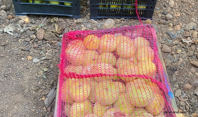 Kahramanmaraş’ta kilosu 450 TL'den ilk hasat başladı!