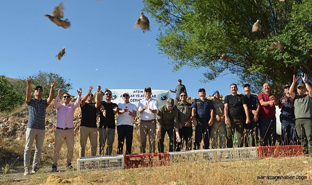 Kahramanmaraş’ta Kınalı Keklikler Doğaya Kanat Açtı!