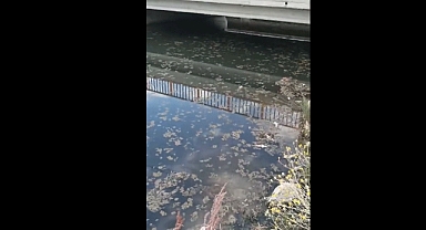 Kahramanmaraş’ta Toplu Balık Ölümleri!