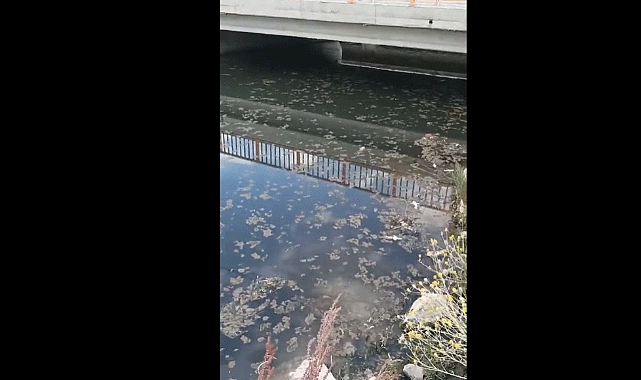 Kahramanmaraş’ta Toplu Balık Ölümleri!