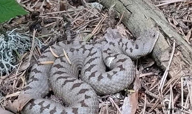 Türkiye'nin en zehirlisi! Tek ısırık yetiyor…