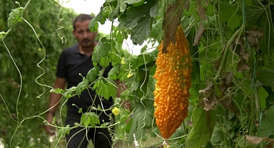 Kahramanmaraş’ta bu sera şifa dağıtıyor!