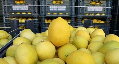 Limonun tanesi 25 TL oldu!