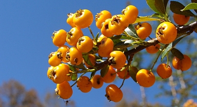 Alıç Ağacı ve çeşitleri