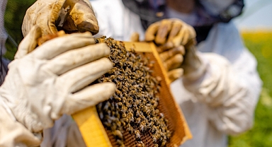 Kahramanmaraş’ta Arıcılık ve Bal Üretimi