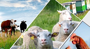 Kahramanmaraş’ta ÇKS ve Hayvan Destekleme Başvuruları Başladı!