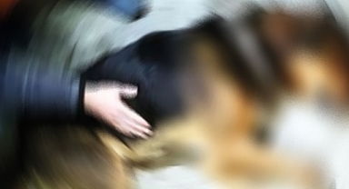 Kahramanmaraş’ta Köpekleri Zehirleyerek Öldüren 75 Yaşındaki Şüpheliye gözaltı!