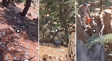 Kahramanmaraş'ta Ormanlık Alanda Ağaç kestiler!