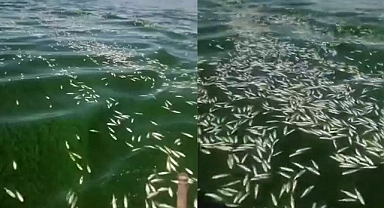 Kahramanmaraş’ta şok manzara! On Binlerce Balık öldü…