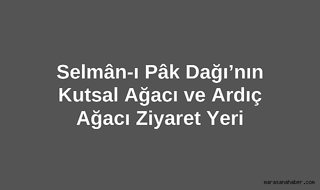 Selmân-ı Pâk Dağı’nın Kutsal Ağacı ve Ardıç Ağacı Ziyaret Yeri