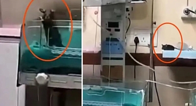 Yenidoğan ünitesinde fare dehşeti: İki bebek feci şekilde can verdi