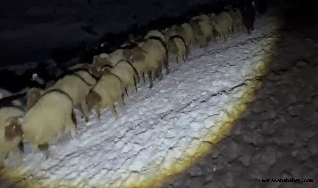 Göksun’da kar bastırdı, koyunlar yaylada mahsur kaldı!