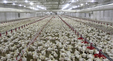 Kahramanmaraş'ın tek tavuk üreticisi: Sur Tavukçuluk