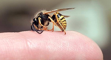 Kahramanmaraş’ta arı soktu öldü!
