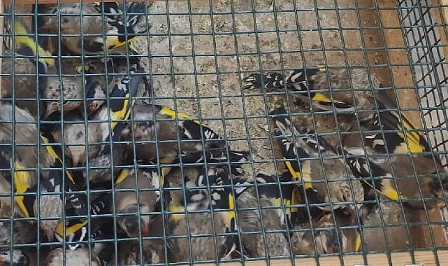 Kahramanmaraş'ta Tuzakla Kuş Yakaladı, 655 Bin TL Ceza Yedi!
