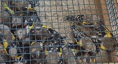 Kahramanmaraş'ta Tuzakla Kuş Yakaladı, 655 Bin TL Ceza Yedi!