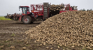 Kahramanmaraş’ta üreticilerin beklediği haber geldi! Şeker pancarı alım fiyatı belli oldu
