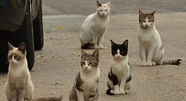 2.5 milyon kediyi öldürecekler!
