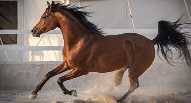 At Kazası: Direğe Çarpan Adam Yaşamını Yitirdi!