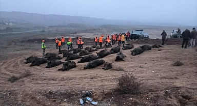 Kahramanmaraş’ta Çiftçilerin Kabusu Domuzlara Ortak Av Operasyonu!