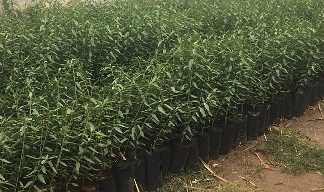 Kahramanmaraşlı Üreticilere yüzde 50 Hibe ile Ceviz ve Badem Fidanı Desteği!