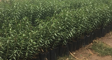 Kahramanmaraşlı Üreticilere yüzde 50 Hibe ile Ceviz ve Badem Fidanı Desteği!