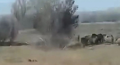 Kahramanmaraş Afşin'de domuzlar mahalleyi bastı!