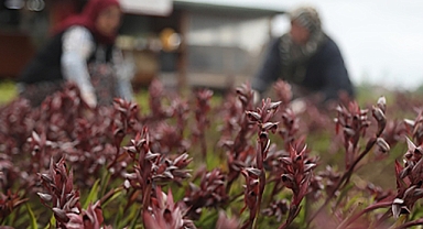Kahramanmaraş’ta altın değerindeki bitkinin Çoğaltma Patenti Satışa çıktı!