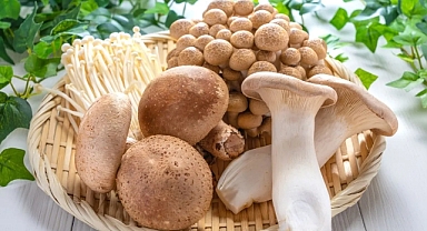 Ölümcül Tehlike: Mantardan Ölümlerin %95'inden Bu Tür Sorumlu! Belirtiler Neden 6 Saat Sonra Başlıyor?