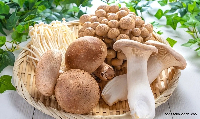 Ölümcül Tehlike: Mantardan Ölümlerin %95'inden Bu Tür Sorumlu! Belirtiler Neden 6 Saat Sonra Başlıyor?