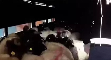 Şeytani plan! Hayvanların karın boşluklarına uyuşturucu yerleştirmişler