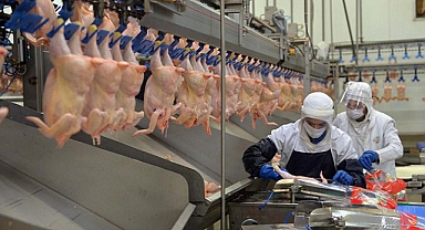 Türkiye’nin Önde Gelen Tavukçuluk Firması Konkordato İlan Etti!