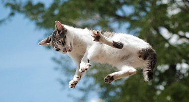 Başına kedi düştü, 50 bin TL kazandı