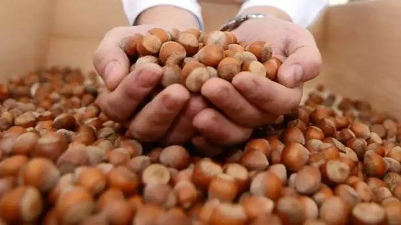 Fındık Fiyatları kaç para? 28 Ocak 2026 İl İl Güncel Fındık fiyat Listesi