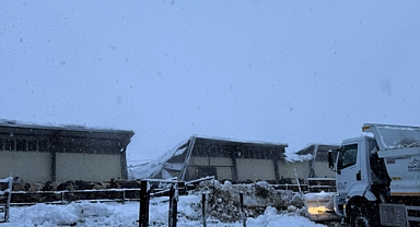 Kahramanmaraş’ta 3 ahırın çatısı çöktü; 65 büyükbaş öldü!
