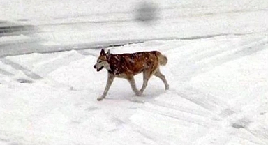 Kahramanmaraş'ta aç Kurtlar şehre indi! Aman dikkat!