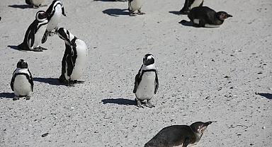 Penguen Videosu Ne Anlama Geliyor?