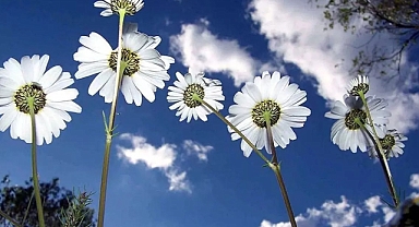 2026 Cemre Ne Zaman Düşecek? İşte Havaya, Suya ve Toprağa Cemre Düşme Tarihleri