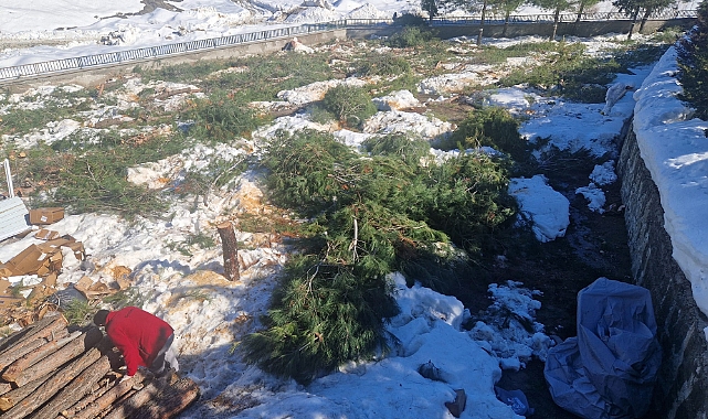 Çağlayancerit'te Hastane bahçesinde ağaç kıyımı! Yazıktır, Günahtır!