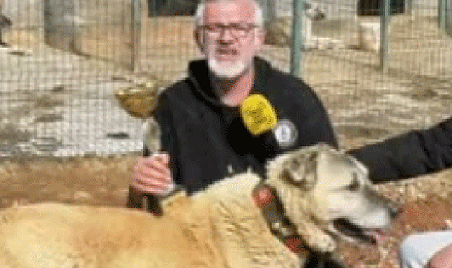 Kahramanmaraş’tan Dünya’ya Kangal ihracatı: Bir koyuna sattığı Kangal’ı 45 koyuna satın aldı!