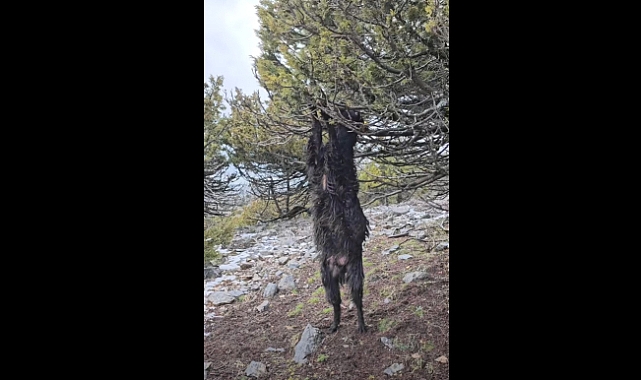 Kahramanmaraş’ta Şaşırtan Olay: Keçi asılı kaldı öldü!
