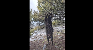 Kahramanmaraş’ta Şaşırtan Olay: Keçi asılı kaldı öldü!