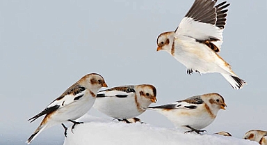 Kar Kiraz Kuşu Nedir?