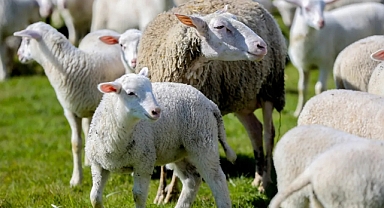 2026 Küçükbaş Hayvan Desteği başvurusu nasıl yapılır, şartları neler? 150 bin hayvan dağıtılacak