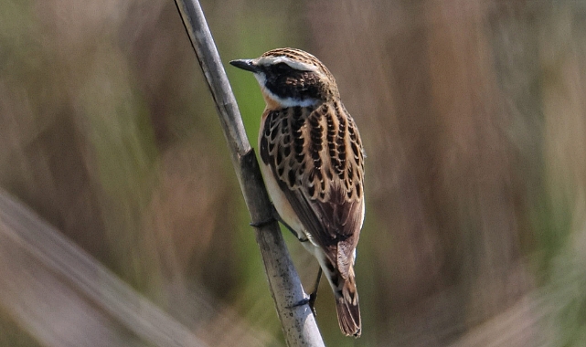 Kahramanmaraş'a Göçmen Kuş akını!