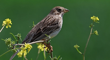 Kahramanmaraş'a Göçmen Kuş akını!